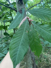 Asimina triloba
