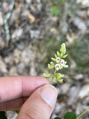 Lespedeza hirta