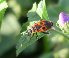 Pyrrhocoris apterus