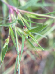 Munroa squarrosa