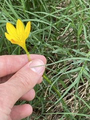 Zephyranthes citrina