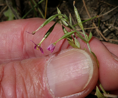 Centaurium pulchellum