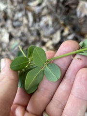 Lespedeza hirta