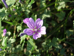 Malva sylvestris