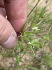 Munroa squarrosa