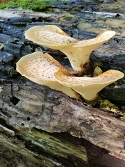 Lentinus tigrinus