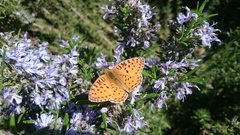 Argynnis niobe