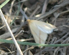 Rhodometra sacraria