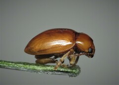 Neocrepidodera