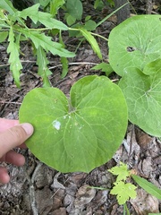 Asarum canadense