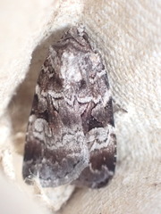 Feltia geniculata