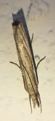 Agriphila tristella