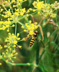 Meliscaeva cinctella