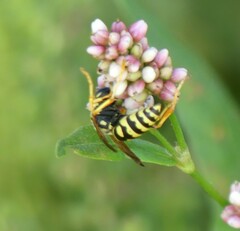 Polistes dominula