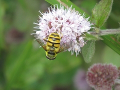 Myathropa florea