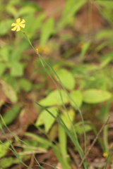 Sisyrinchieae