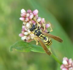 Polistes dominula