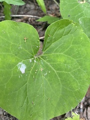 Asarum canadense