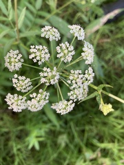 Oenantheae
