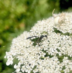 Gasteruption jaculator