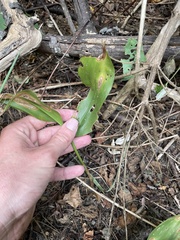 Asparagales