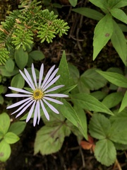 Symphyotrichum novi-belgii