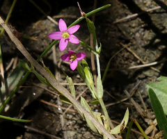 Centaurium pulchellum