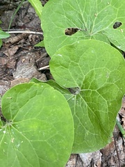 Asarum canadense