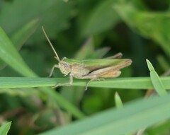 Chorthippus dorsatus