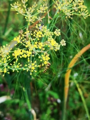 Meliscaeva cinctella