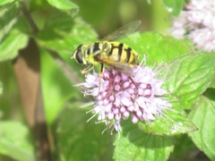 Myathropa florea
