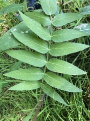 Oenantheae