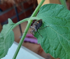 Pentatoma rufipes