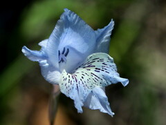Gladiolus gracilis