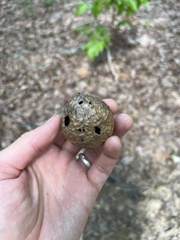 Amphibolips