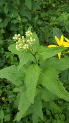 Hasteola suaveolens