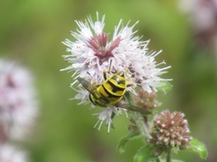 Myathropa florea