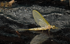 Hexagenia limbata