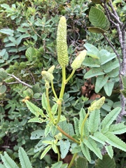 Sanguisorba canadensis