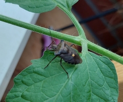 Pentatoma rufipes