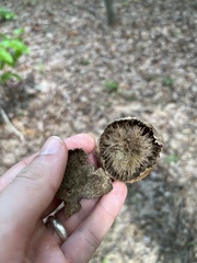 Amphibolips