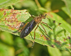 Diogmites platypterus