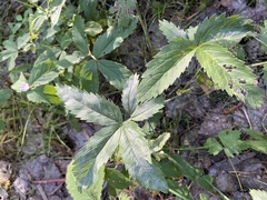 Comarum palustre