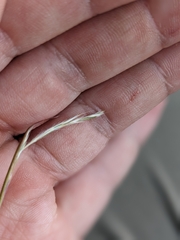 Schizachyrium scoparium