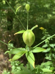 Lilium canadense