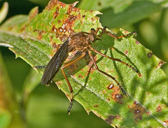 Diogmites platypterus