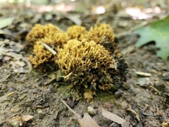 Ulota crispa