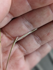 Schizachyrium scoparium