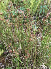 Juncus effusus