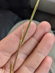 Schizachyrium scoparium